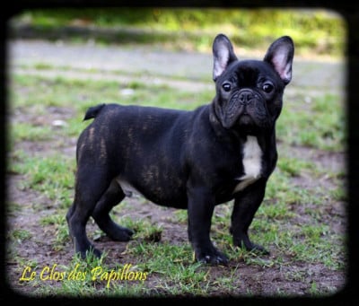 Les chiots de Bouledogue français