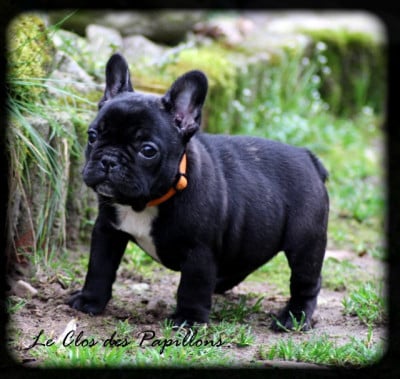 Les chiots de Bouledogue français