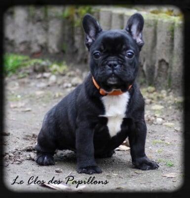 Les chiots de Bouledogue français