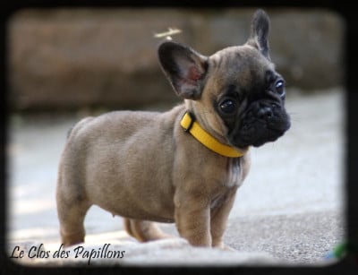 Les chiots de Bouledogue français