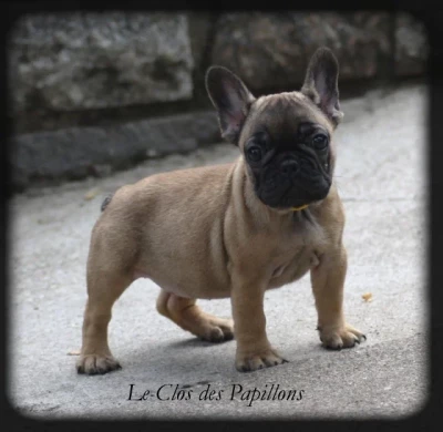 Les chiots de Bouledogue français