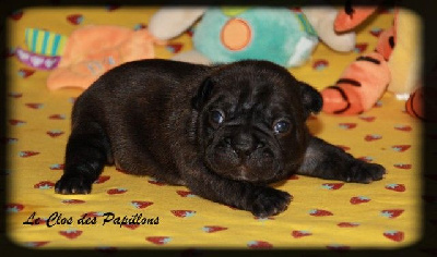 Les chiots de Bouledogue français