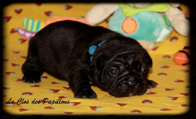 Les chiots de Bouledogue français