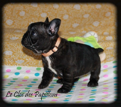 Les chiots de Bouledogue français