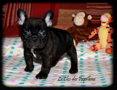 Les chiots de Bouledogue français