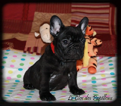 Les chiots de Bouledogue français