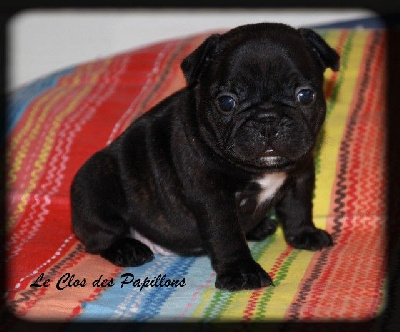 Les chiots de Bouledogue français