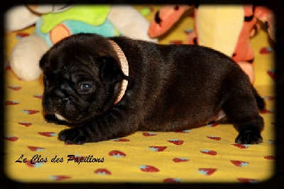 Les chiots de Bouledogue français
