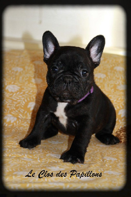 Les chiots de Bouledogue français