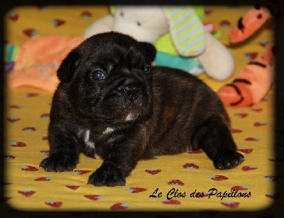 Les chiots de Bouledogue français