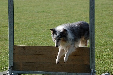 CH. Pitt blue Du puits saint loup - EXCELLENT - 3/6 (89 points sur 100)