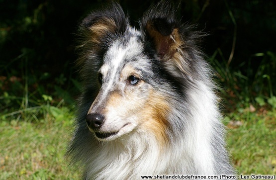 CH. Pitt blue Du puits saint loup - 1er - EXCELLENT (Classe Vétéran Mâle)