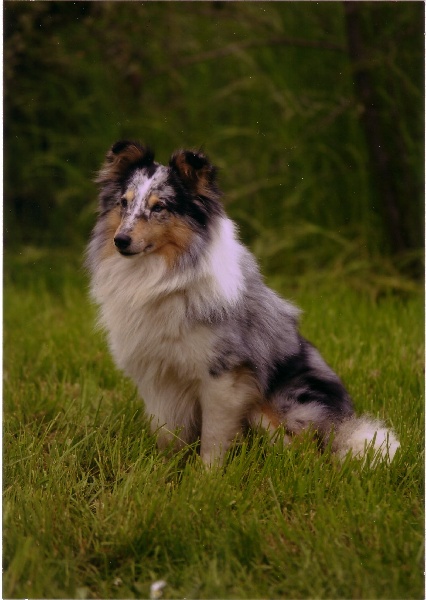 CH. Pitt blue Du puits saint loup - 1er - EXCELLENT (Classe Ouverte Mâle)