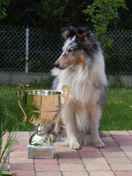 CH. Pitt blue Du puits saint loup - Champion de Bourgogne - 3ème degré B