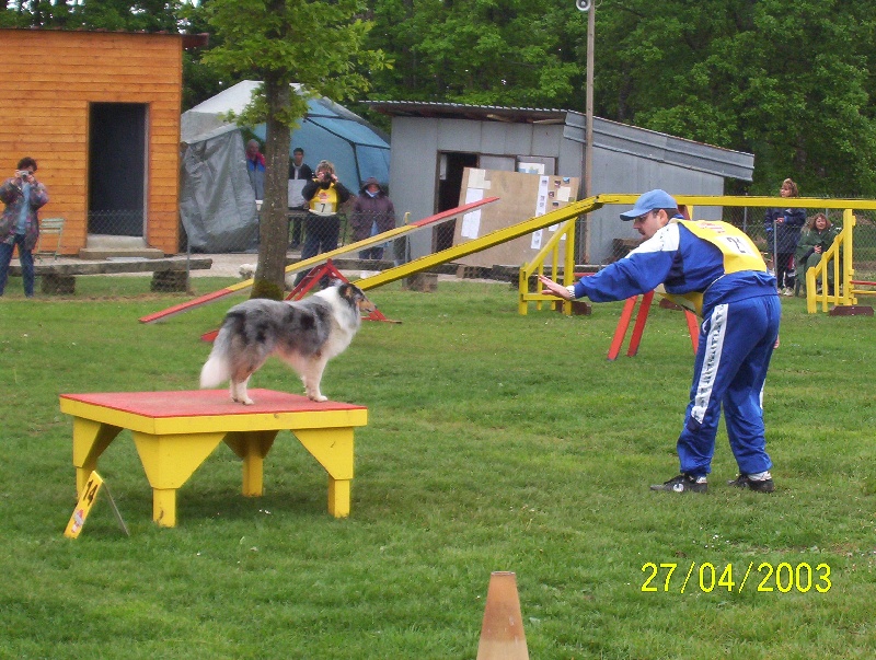 CH. Pitt blue Du puits saint loup - Chmapion de Bourgogne - 3ème degré B