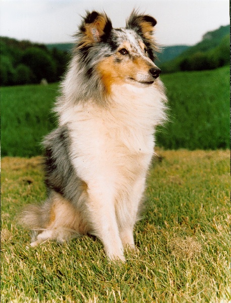 CH. Pitt blue Du puits saint loup - .