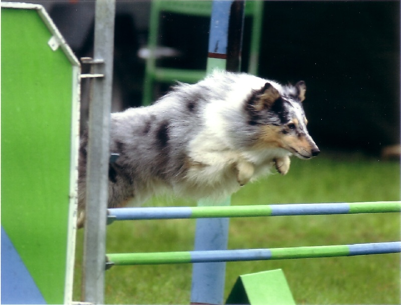 CH. Pitt blue Du puits saint loup - Champion de France 2004 - 3ème degré B