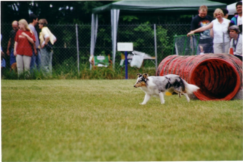CH. Pitt blue Du puits saint loup - Brevet Agility - EXCELLENT
