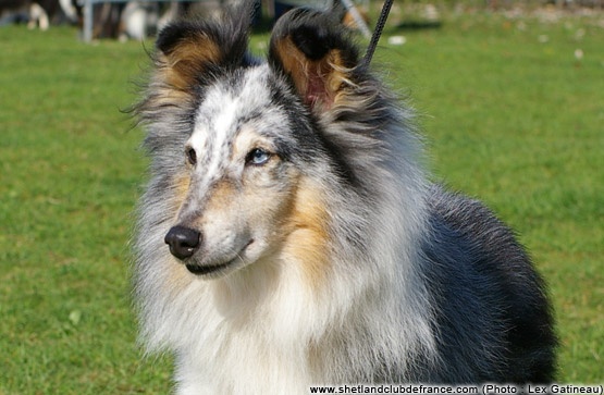 CH. Pitt blue Du puits saint loup - 1er - EXCELLENT (Classe Vétéran Mâle)