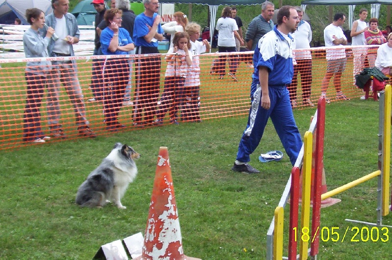 CH. Pitt blue Du puits saint loup - Meilleur chien de la journée