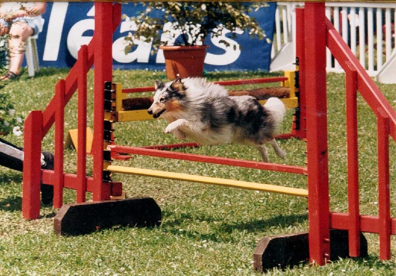 CH. Pitt blue Du puits saint loup - 6ème Coupe et Championnat de France
