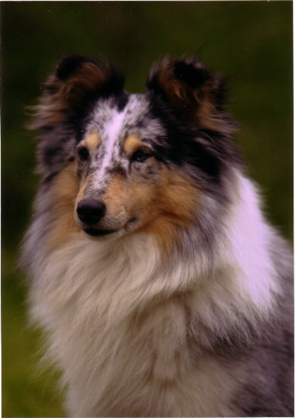 CH. Pitt blue Du puits saint loup - 3ème - EXCELLENT (Classe Ouverte Mâle)