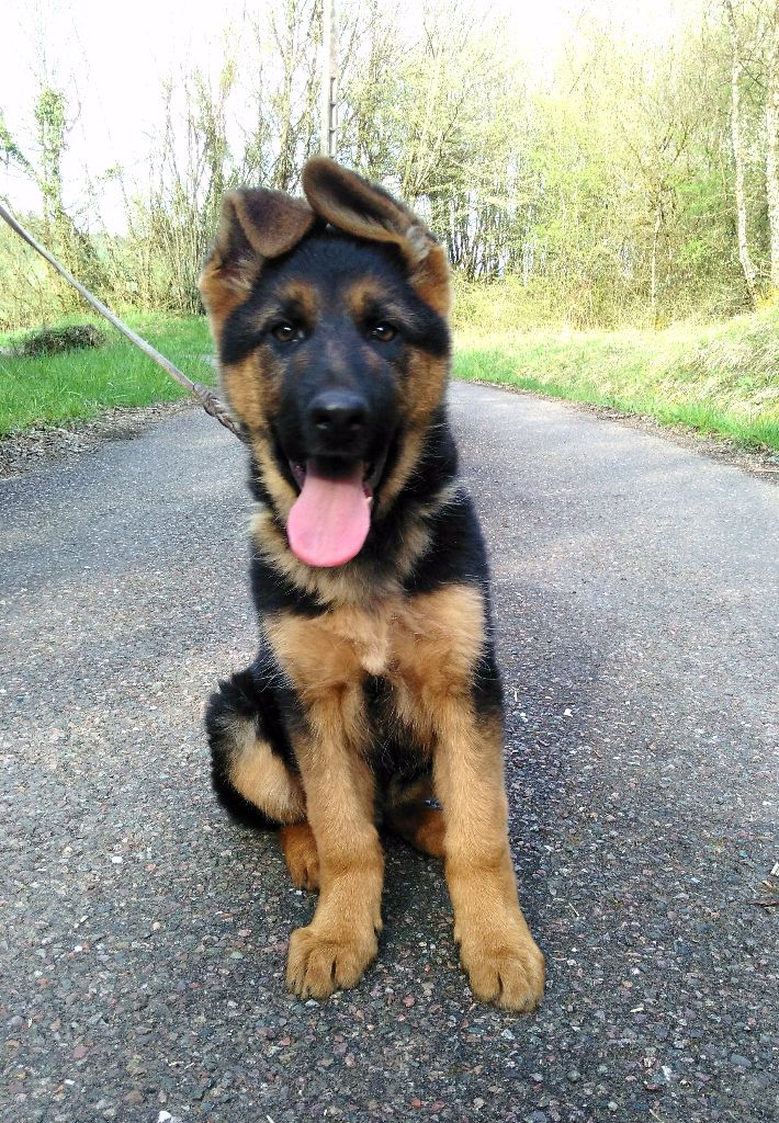 Chiot Berger Allemand Odin Male Disponible En Bourgogne Franche Comte 70 Saone Haute Toutes Les Portees Les Chiots De Race Les Eleveurs Et Chiens De Race Sont Sur Chiens De France Com