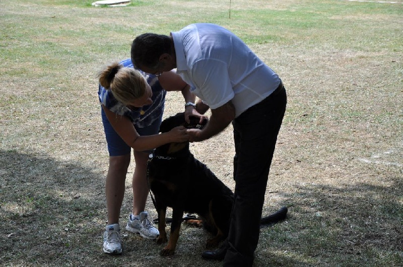 Ena-rose De L' étoile De Bossacora - presentation classe recommandée sans classement