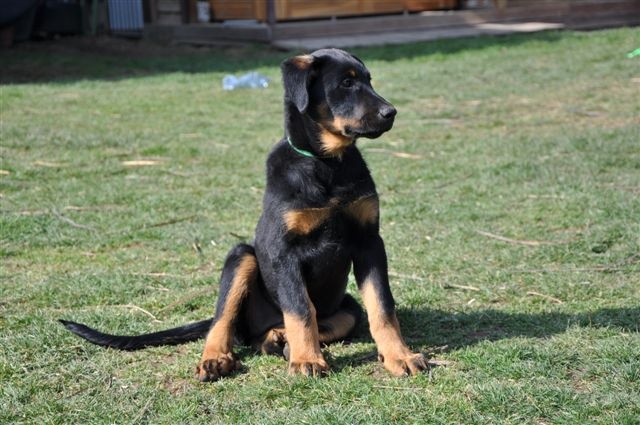 Ena-rose De L' étoile De Bossacora - TRES PROMETTEUR baby femelle