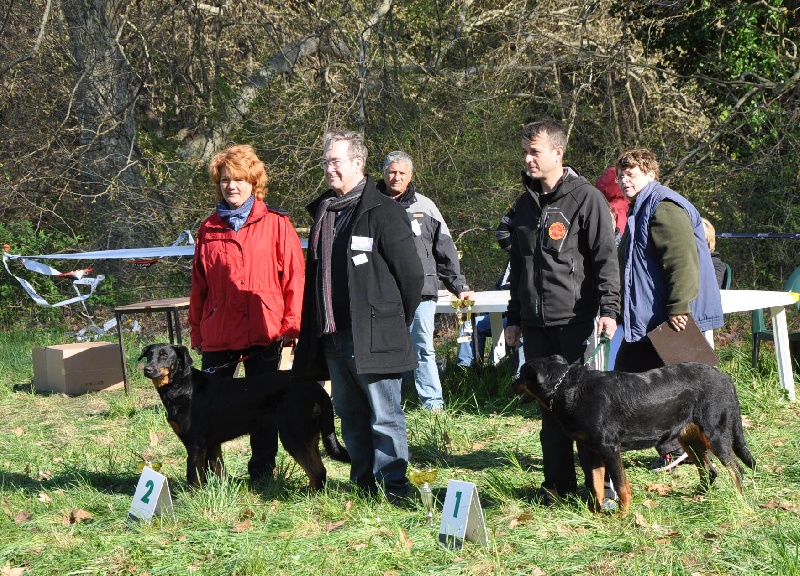 Ena-rose De L' étoile De Bossacora - Excellent Cotation 3 2eme classe travail