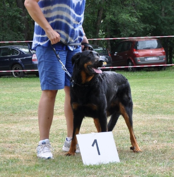 Ena-rose De L' étoile De Bossacora - 1 er excellent classe travail