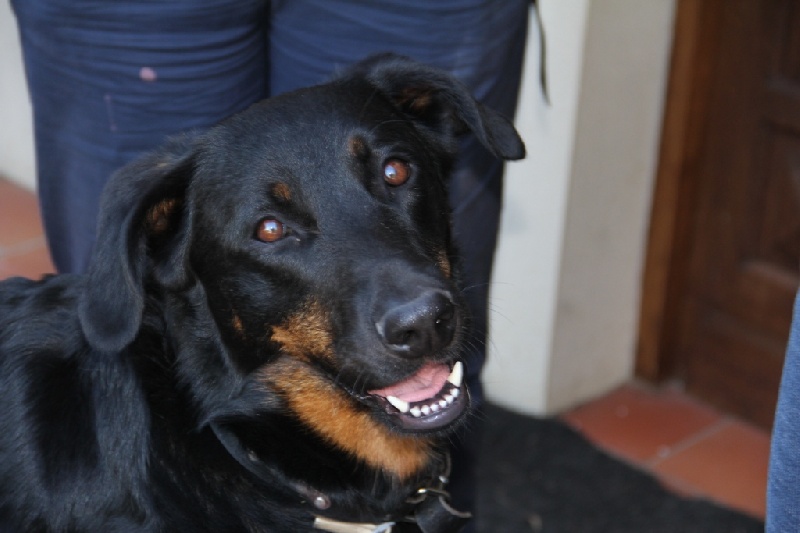 Ena-rose De L' étoile De Bossacora - 1 er excellent classe travail