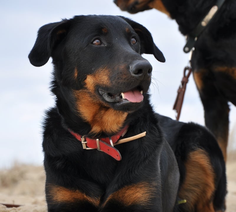 Ena-rose De L' étoile De Bossacora - 1ERE EXC +CACS + (MEILLEUR DE RACE) BOB