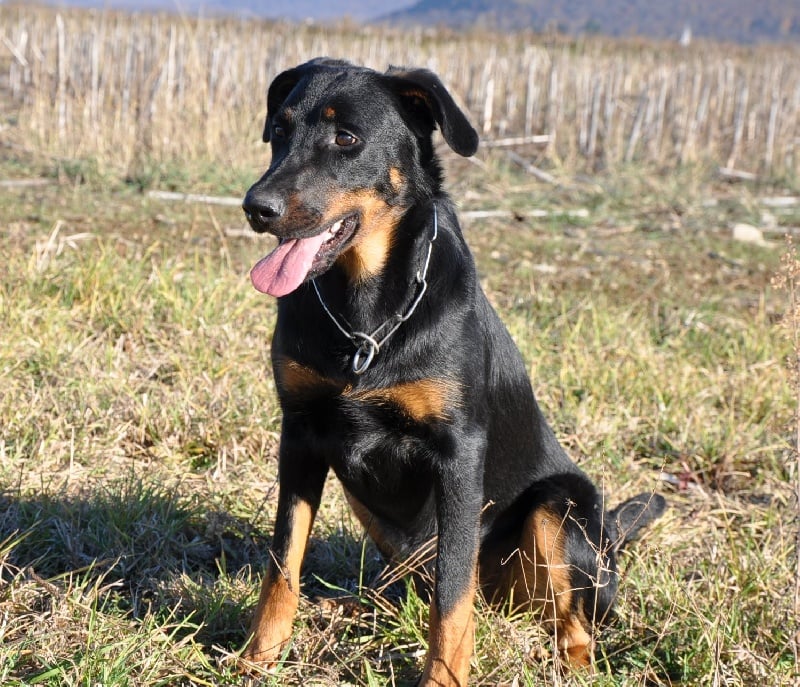 Ena-rose De L' étoile De Bossacora - CSAU