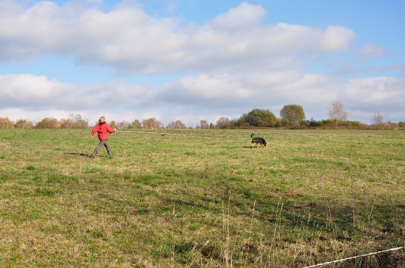 Ena-rose De L' étoile De Bossacora - Excellent au trait NC en libre