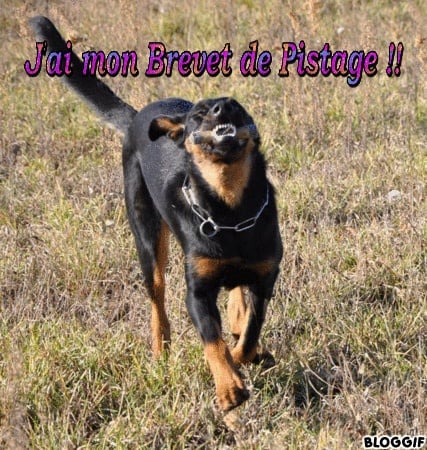 Ena-rose De L' étoile De Bossacora - Brevet 189/200