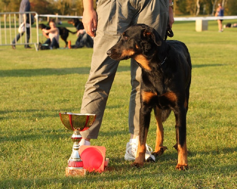 Ena-rose De L' étoile De Bossacora - Meilleur Test de Carctère