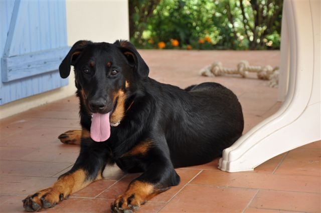 Ena-rose De L' étoile De Bossacora - Très prometteur