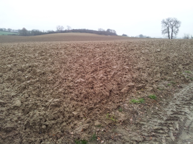 Ena-rose De L' étoile De Bossacora - non classé en libre exc 94/100 au trait