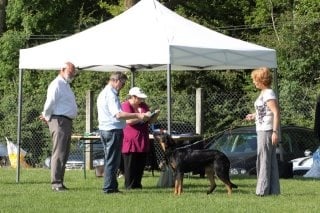 Ena-rose De L' étoile De Bossacora - cotation 4 recommandée