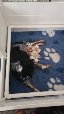 CHIOT 3 - Epagneul Breton