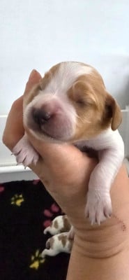 Les chiots de Epagneul Breton