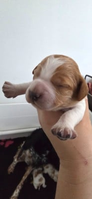 Les chiots de Epagneul Breton