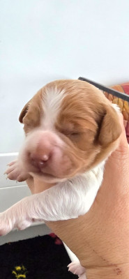 Les chiots de Epagneul Breton