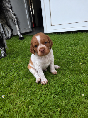 Les chiots de Epagneul Breton