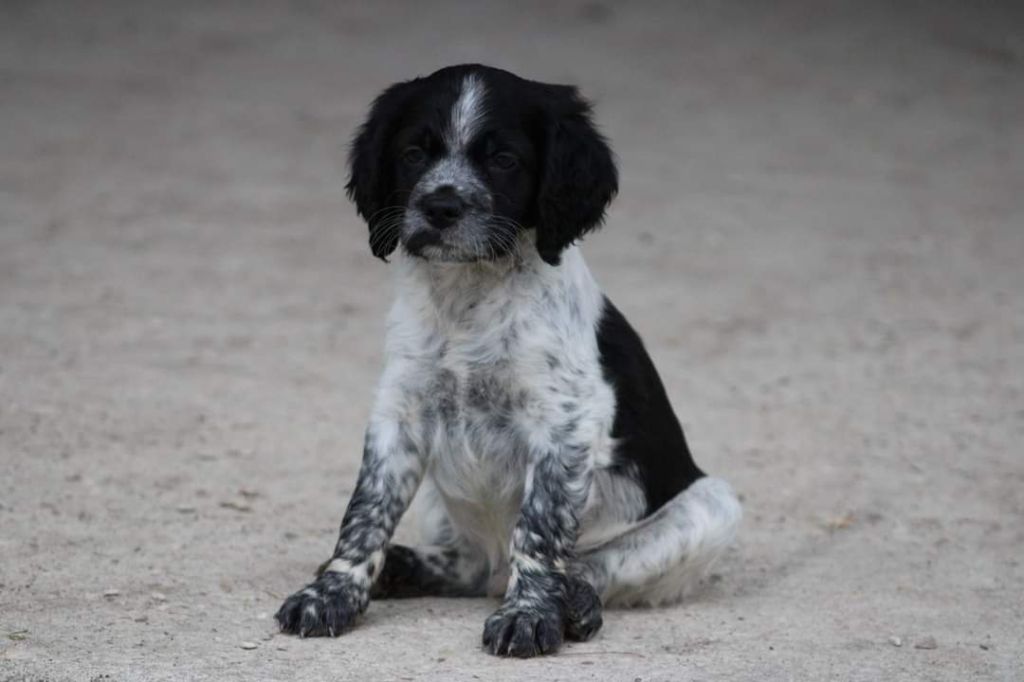 Chiot Elevage Du Clos Du Grand Lieu Eleveur De Chiens Epagneul Breton