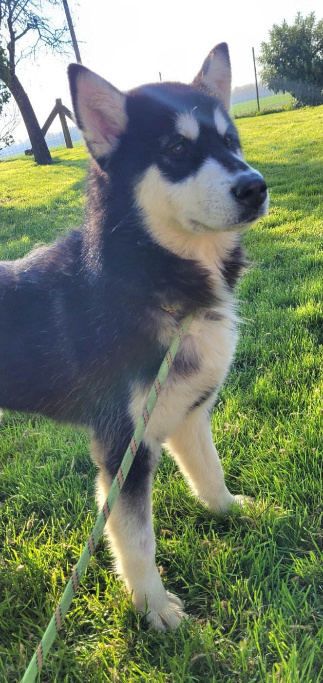 Athena Des marais de courmont