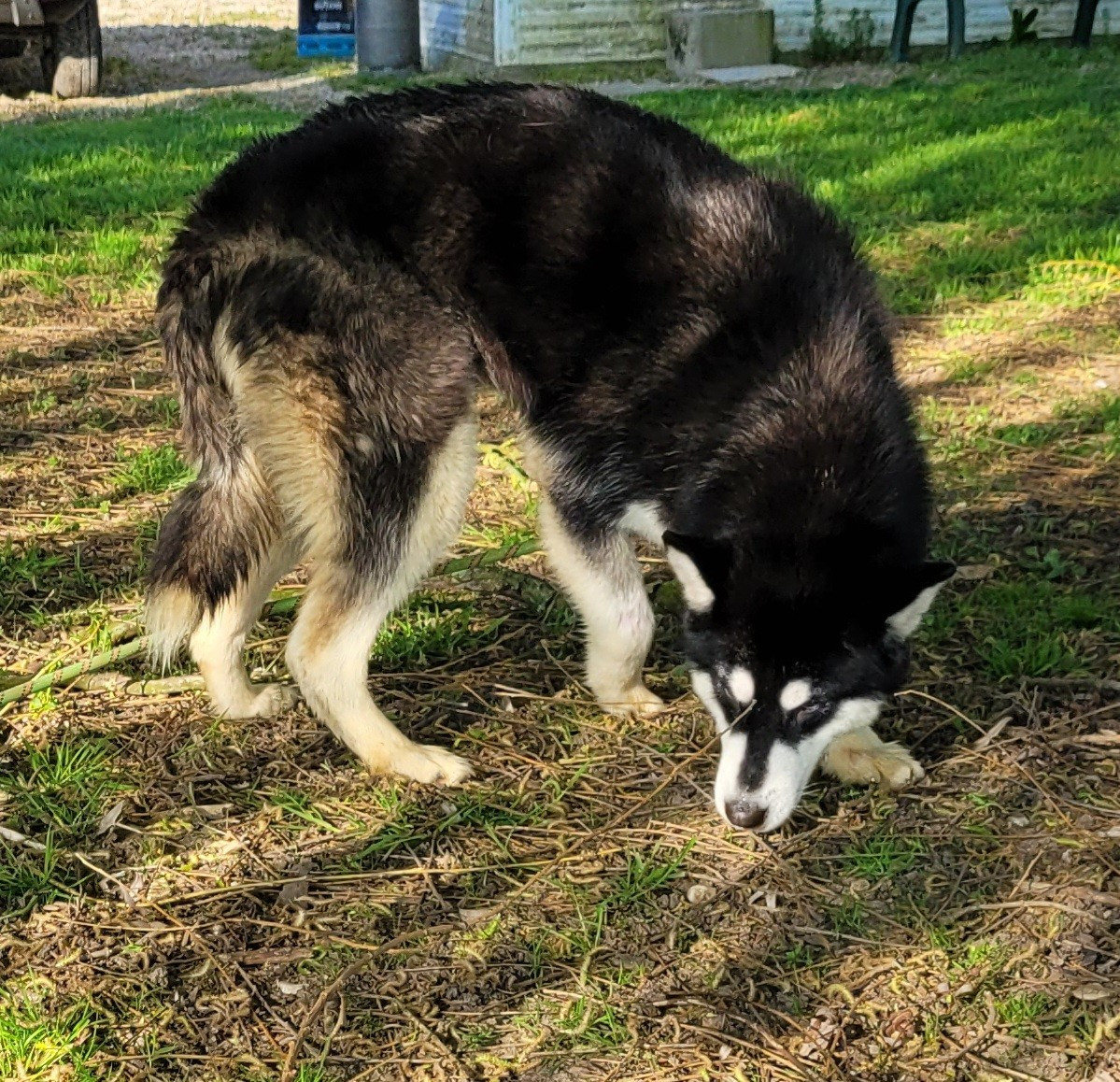 Athena Des marais de courmont