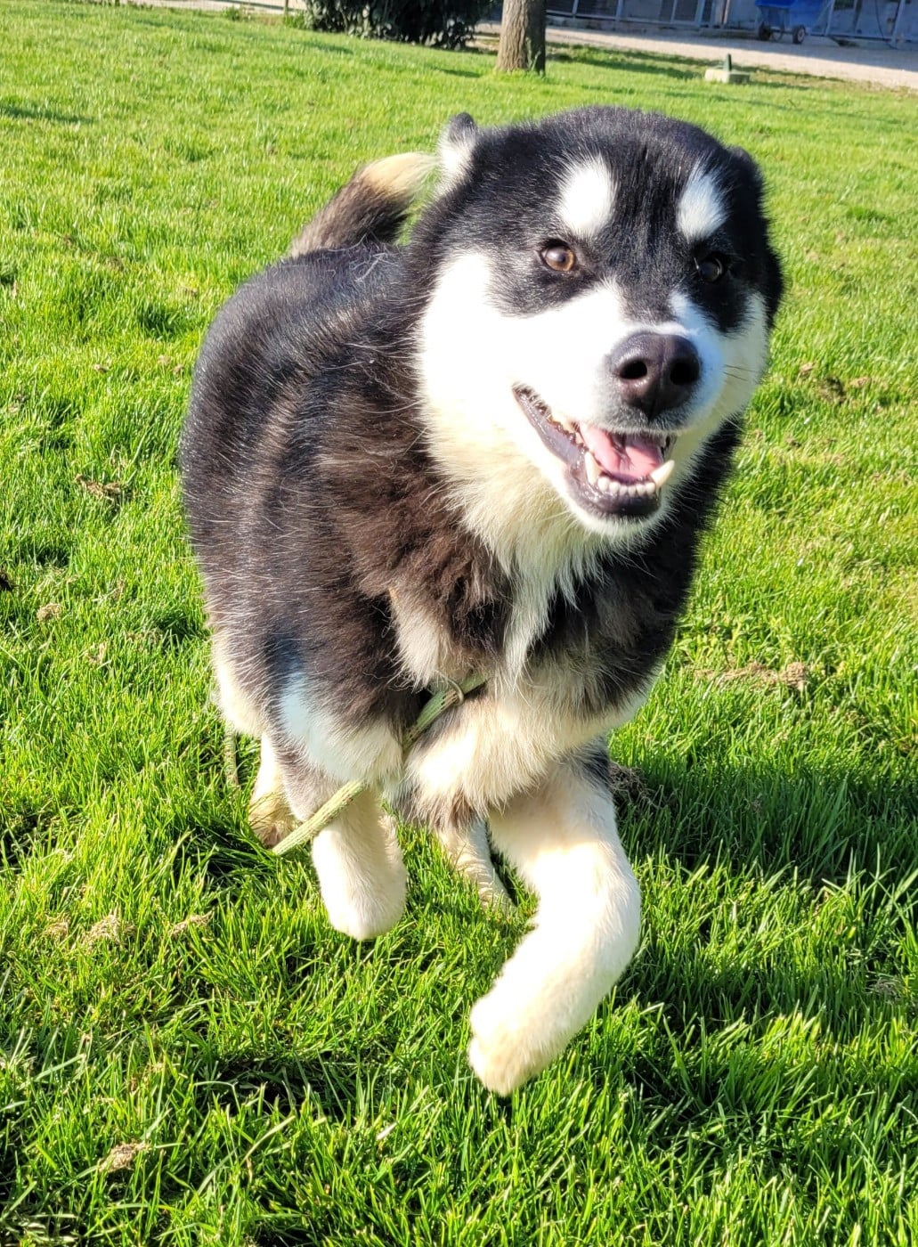 Athena Des marais de courmont