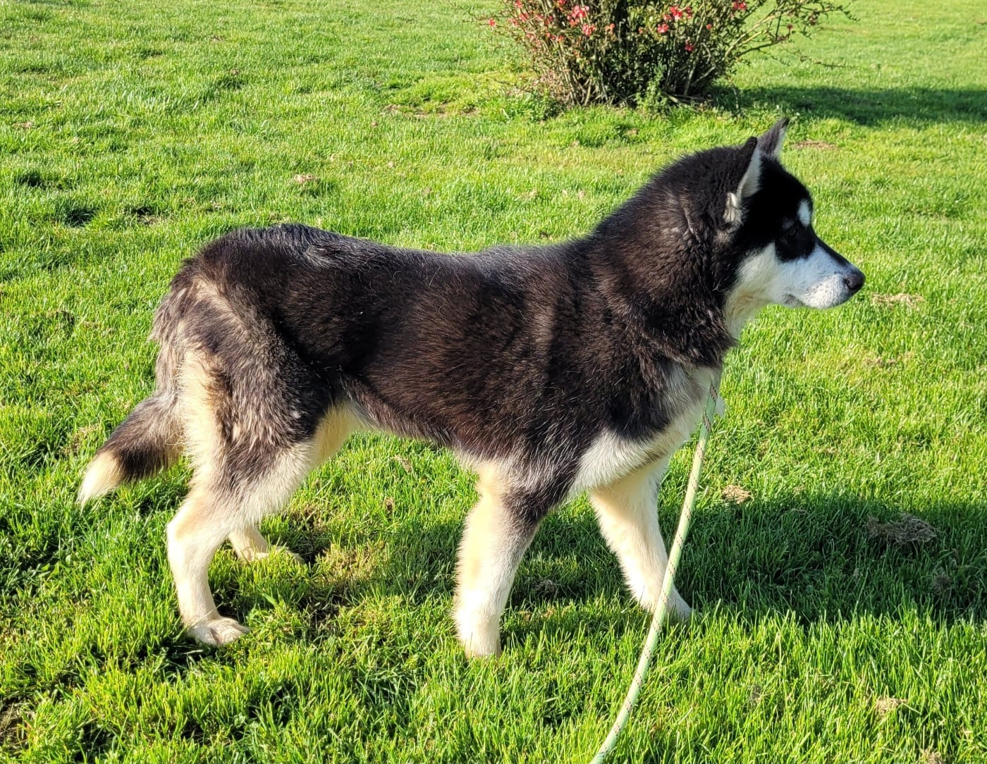 Athena Des marais de courmont